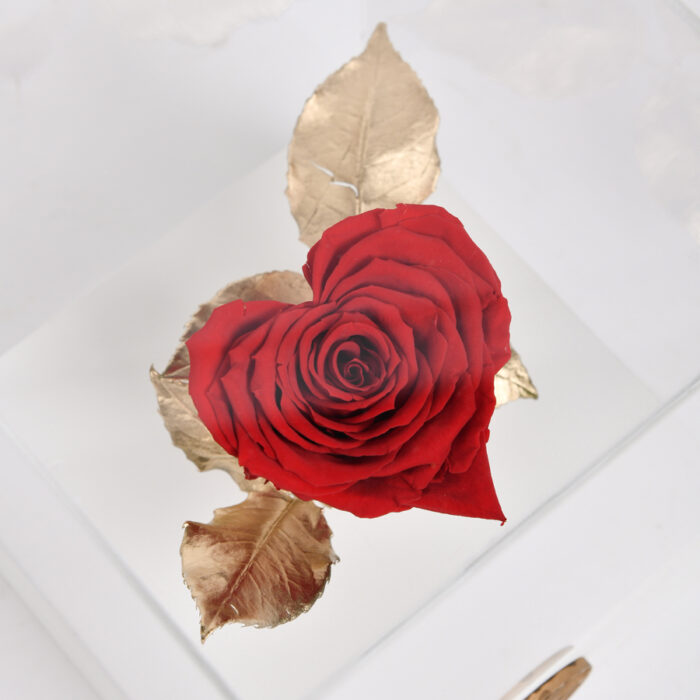 crvena večna ruža u staklenoj kutiji - večna ruža - dostava cveća beograd - cvećara Provansa Dekor