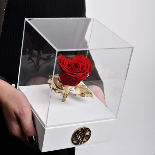 crvena večna ruža u staklenoj kutiji - večna ruža - dostava cveća beograd - cvećara Provansa Dekor