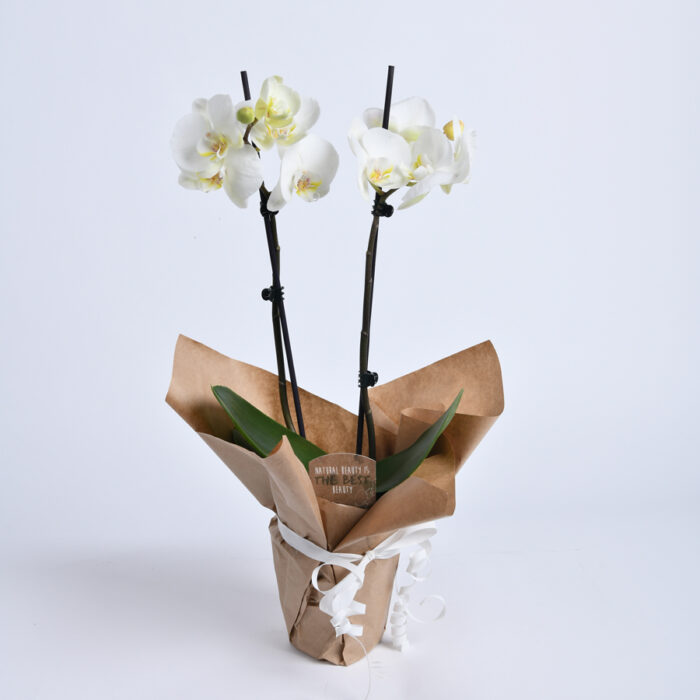Orhideja - Dostava cveća Beograd - Provansa Dekor