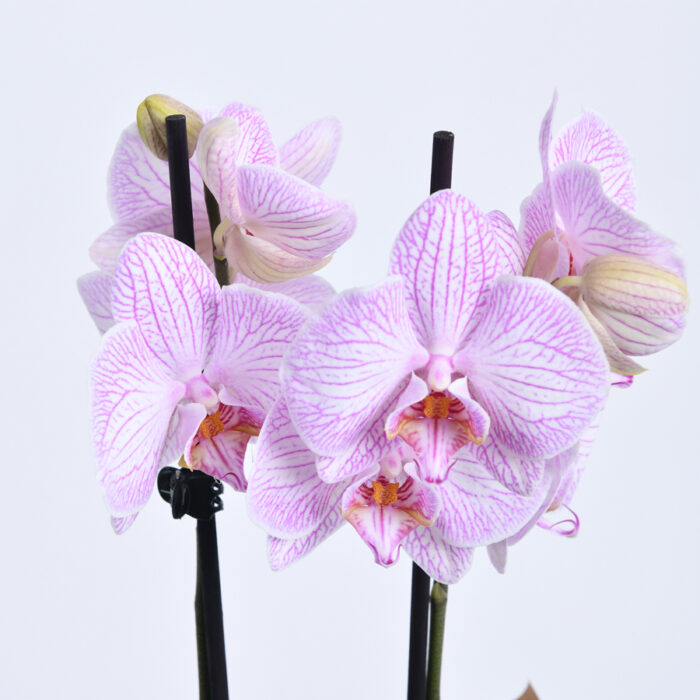 Roze orhideja - Provansa Dekor Beograd- Dostava cveća Beograd