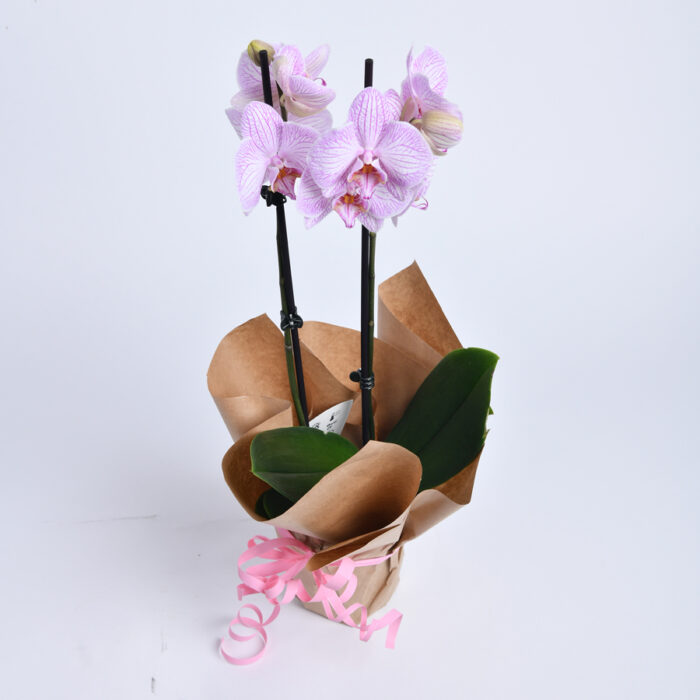 Roze orhideja - Cvećara Provansa Dekor - Dostava cveća Beograd