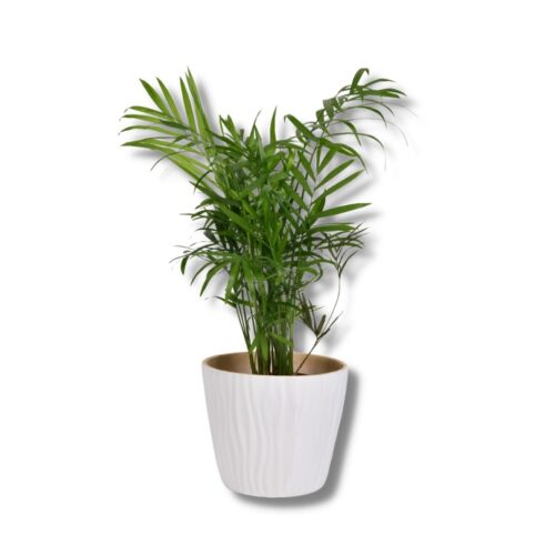 potted plants - flower delivery - indoor plants