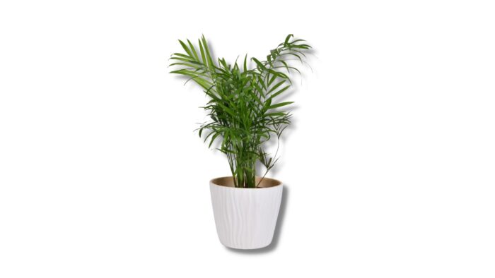 potted plants - flower delivery - indoor plants